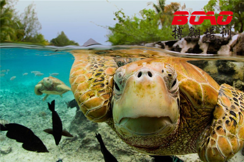 惠州巽寮灣海龜國家級自然保護區(qū)